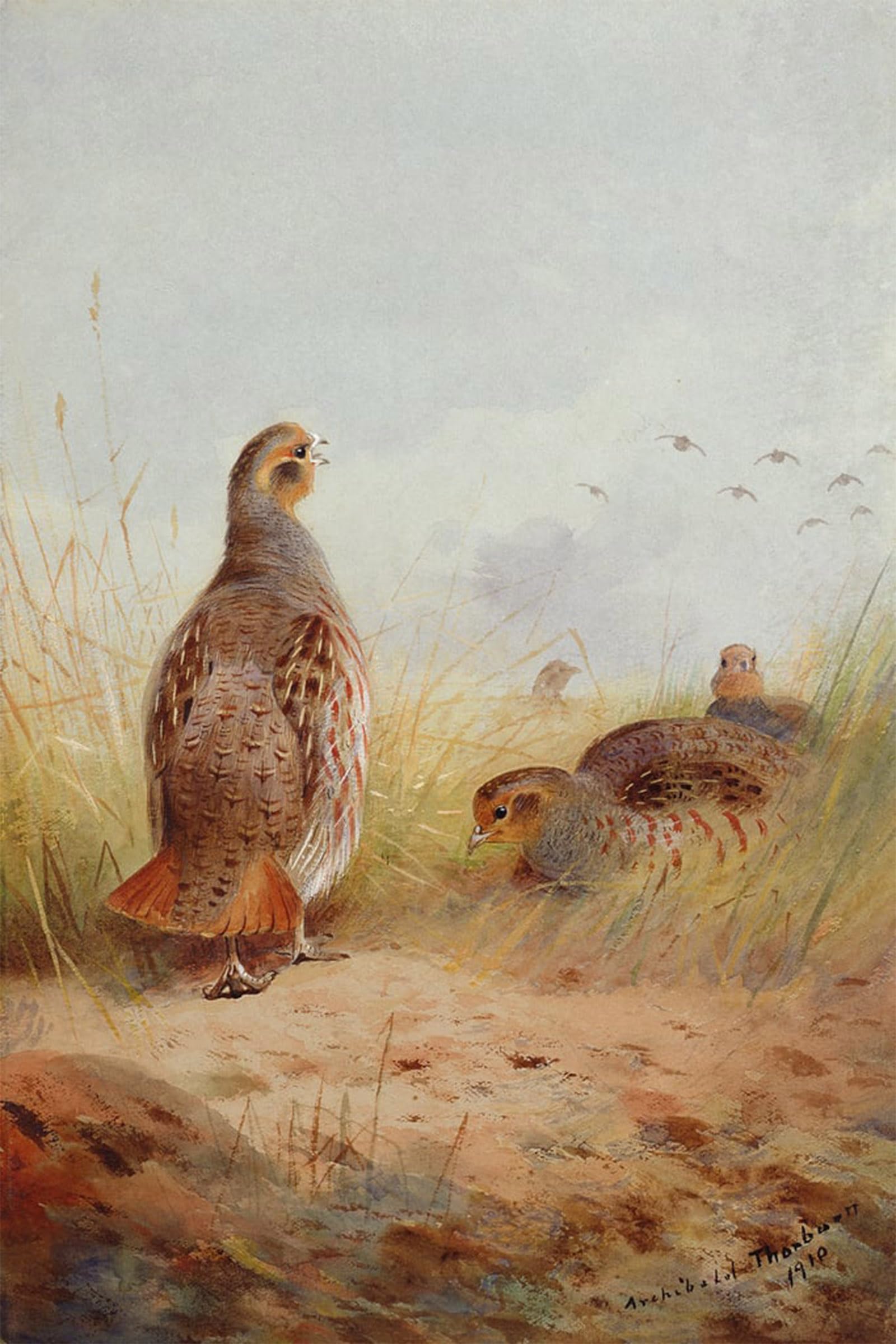 SERENDIPITP Vintage Picture Print on Canvas Wall Art Poster Three English Partidges by Archibald Thorburn Artwork Print Poster for Wall Decor 60x90cm