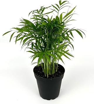 Chamaedorea Elegans Parlor Palm, Neanthe Bella Palm in 4" Pot