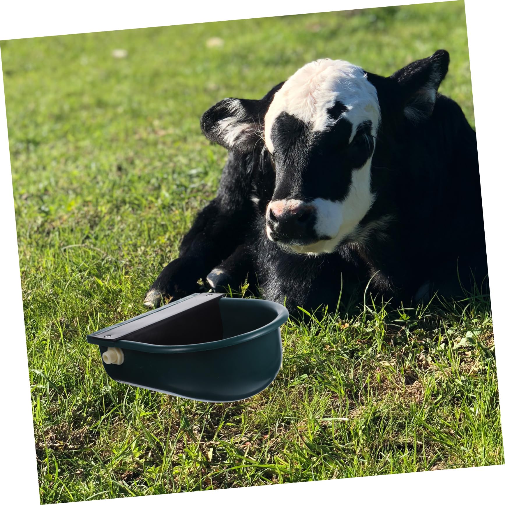 ibasenice Bebedero para Ganado Automático Plástico Suministro Nivel Constante Tamaño Estándar Uso Agrícola Vacas Cabras Caballos Ovejas Color Aleatorio