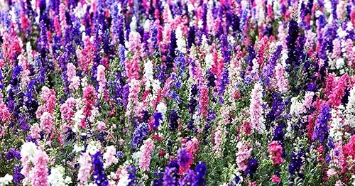Miniatura 3 de Semillas Delphinium Giant Tall Mix - Orgánico