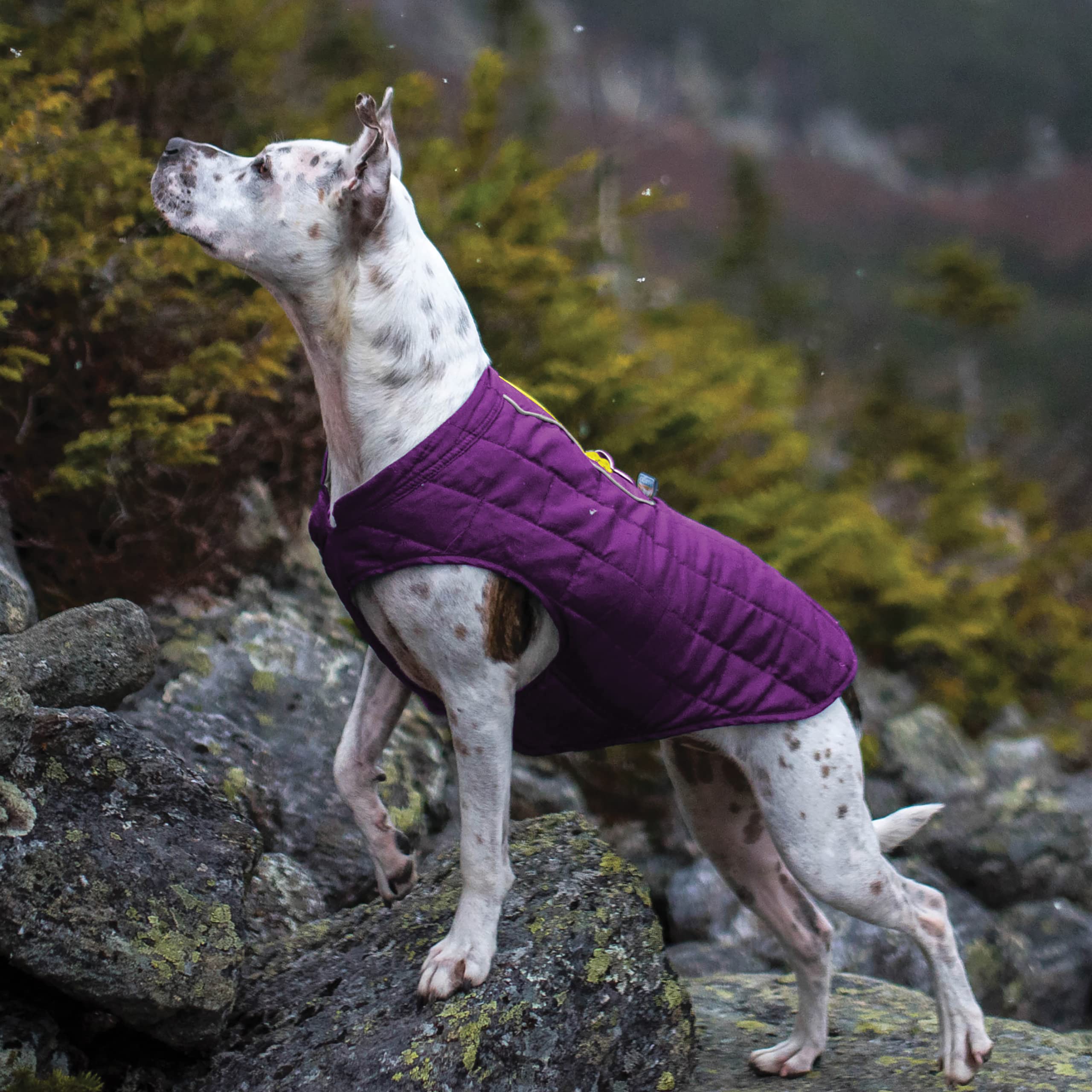 Kurgo Loft - Abrigo/Chaqueta para Perro de Diseño Reversible, Impermeable, Ajustable, Morado/Gris, S