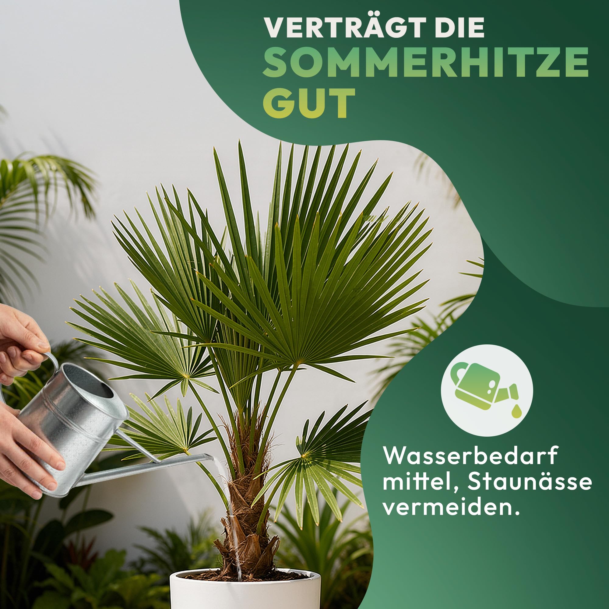 Palme Winterhart Für Außen Trachycarpus Fortunei 140cm - Palmen Winterhart Draußen - Palmen für draußen - Palme echt Ideale Balkonpflanzen - Hanfpalme