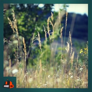 Windy Fields - View the Windy Fields
