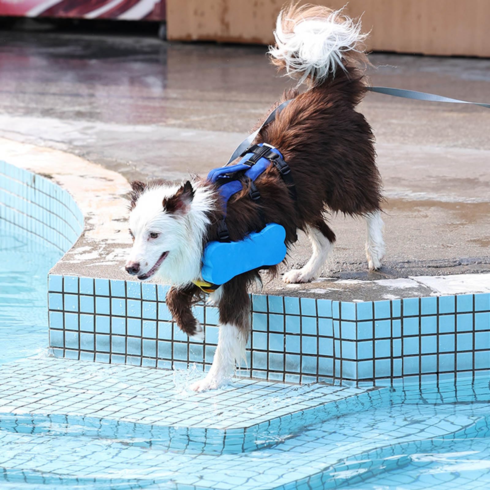 Gilet de sauvetage réglable pour chien avec haute flottabilité, dispositif de flottaison 3 tailles, poignée de sauvetage