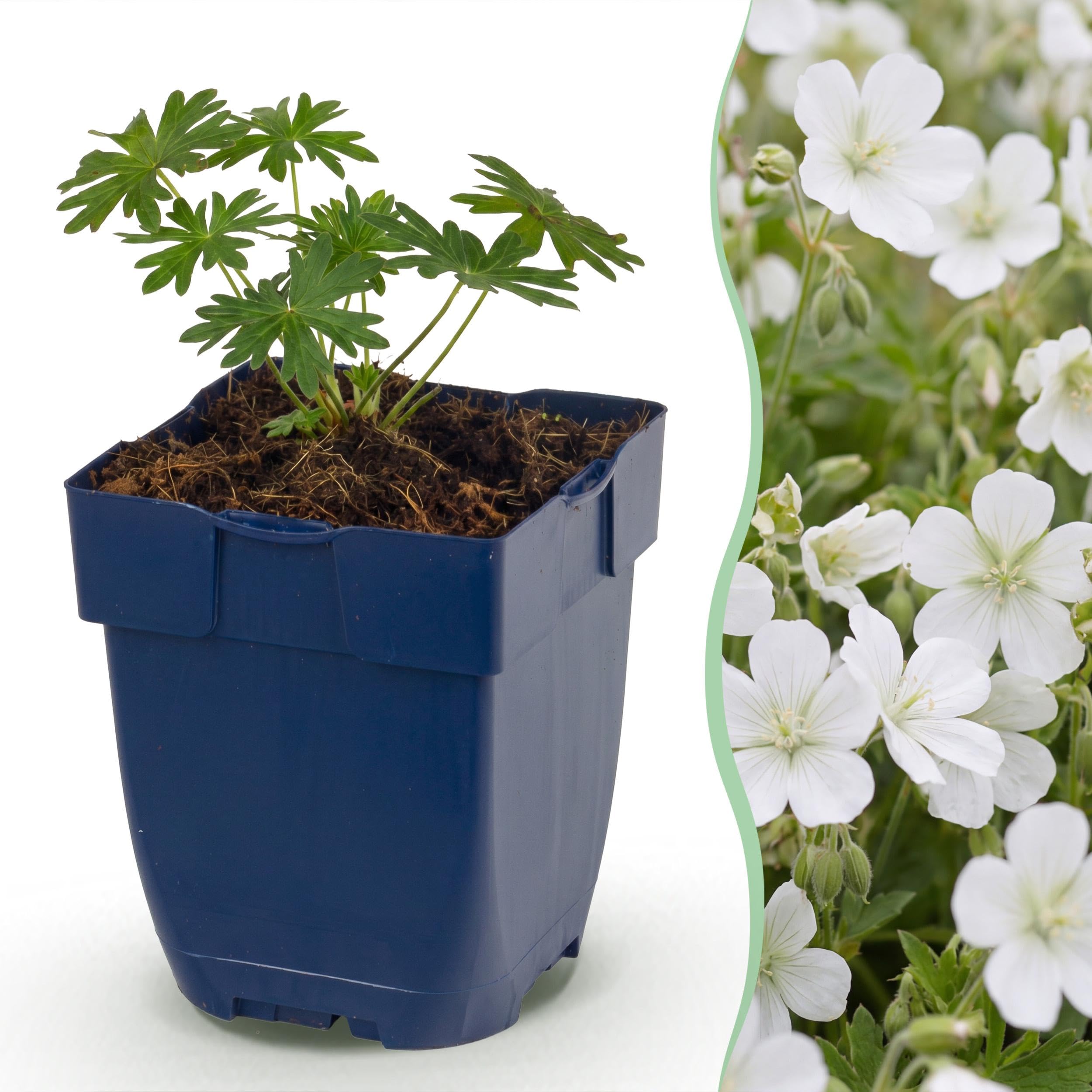 Géranium sang. Album - Bec-de-cigogne - Couvre-sol - Blanc - 24 plants - 15-25cm - Ø11cm - Plante de jardin