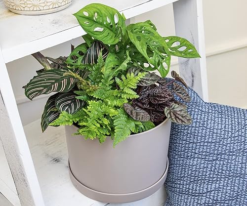 Miniatura 3 de Plantas Pothos vivas (paquete de 4) + colección clásica de plantas de interior (4 unidades)  Plantas de interior de bajo mantenimiento que purifican