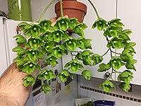 Vista 8 de Peter 's 10 – 30 – 20. 2 libras. Blossom Booster soluble en agua Fertilizantes con micro Nutrientes.