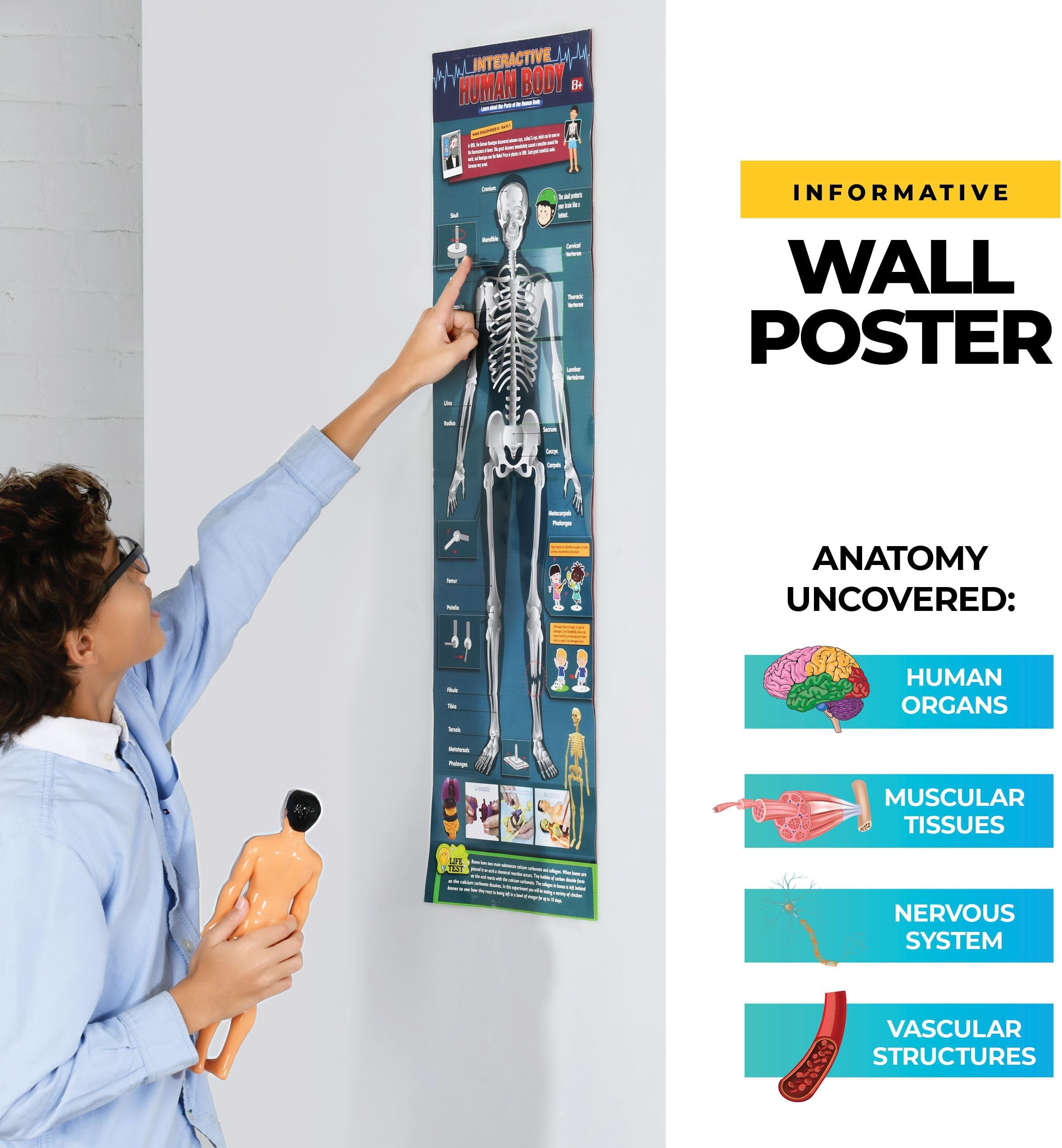 Human Anatomy Model - Removable Skeleton & Torso for Kids & Teens - 30 Piece Full Anatomy Set - 11 Inches Tall
