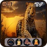 野生動物のリラックス：集中力と睡眠のための自然の音と穏やかな雰囲気のテレビ