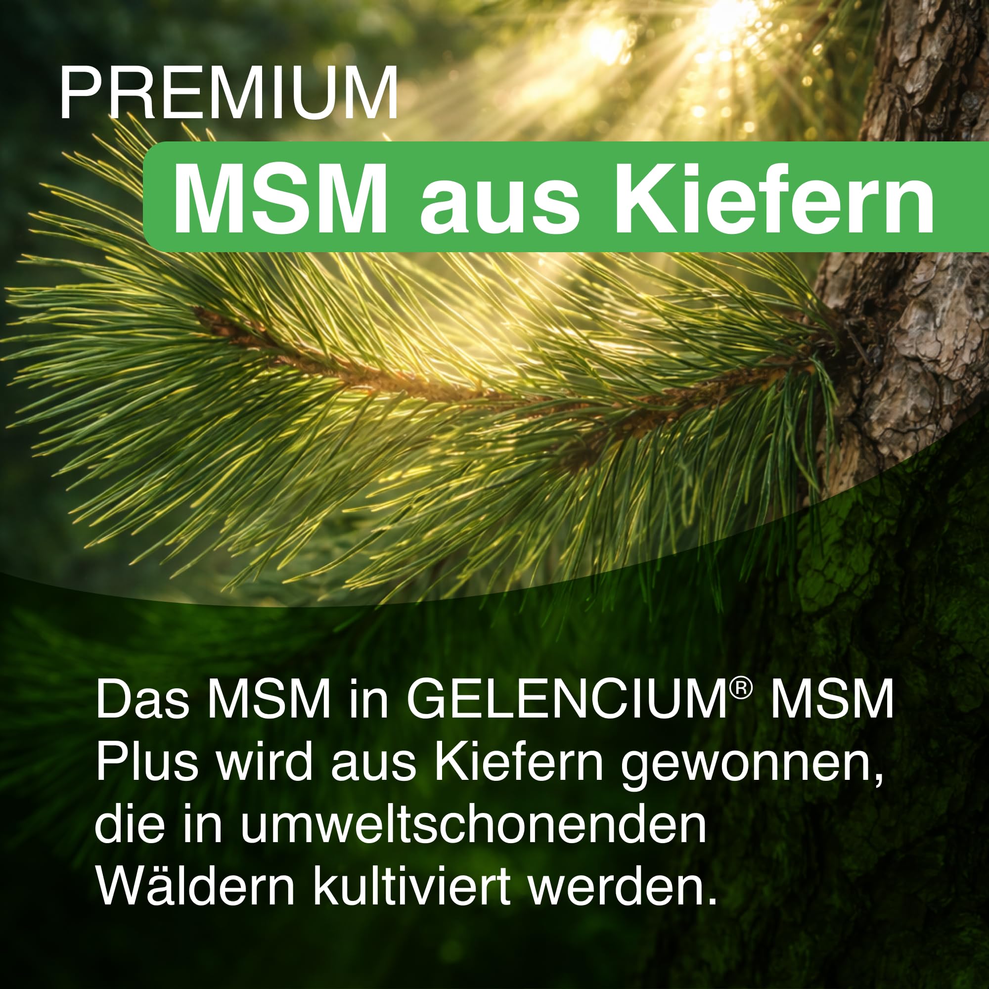 Gelencium MSM Plus hochdosiert – 2.000 mg MSM aus Kiefern – 120 Kapseln | Mit Vitamin C für die Kollagenbildung (Knorpel & Knochen) · 2.000 mg MSM aus Kiefern pro Tagesdosis · Plus Zink & Mangan