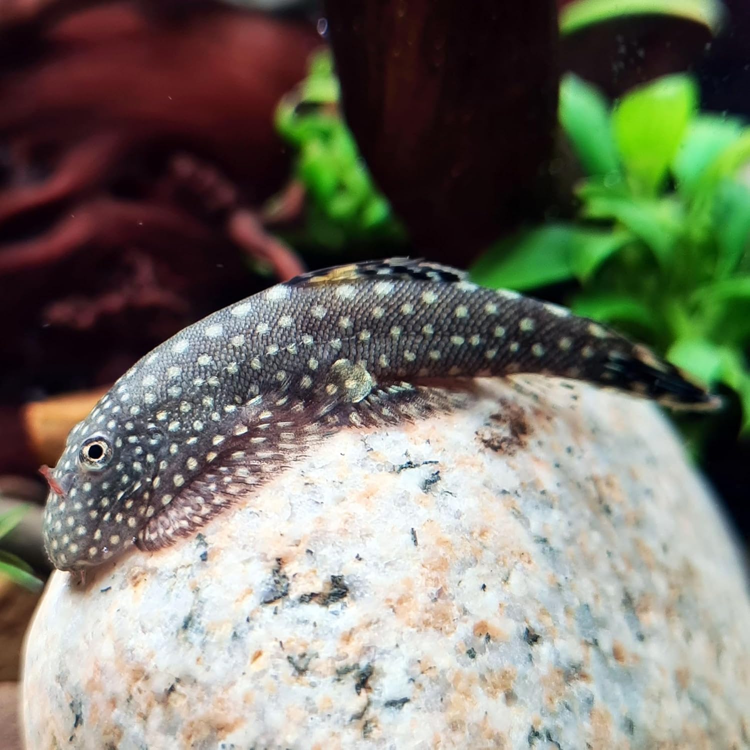 Hillstream Loach Borneo Sucker Loach ( 2 fish pack