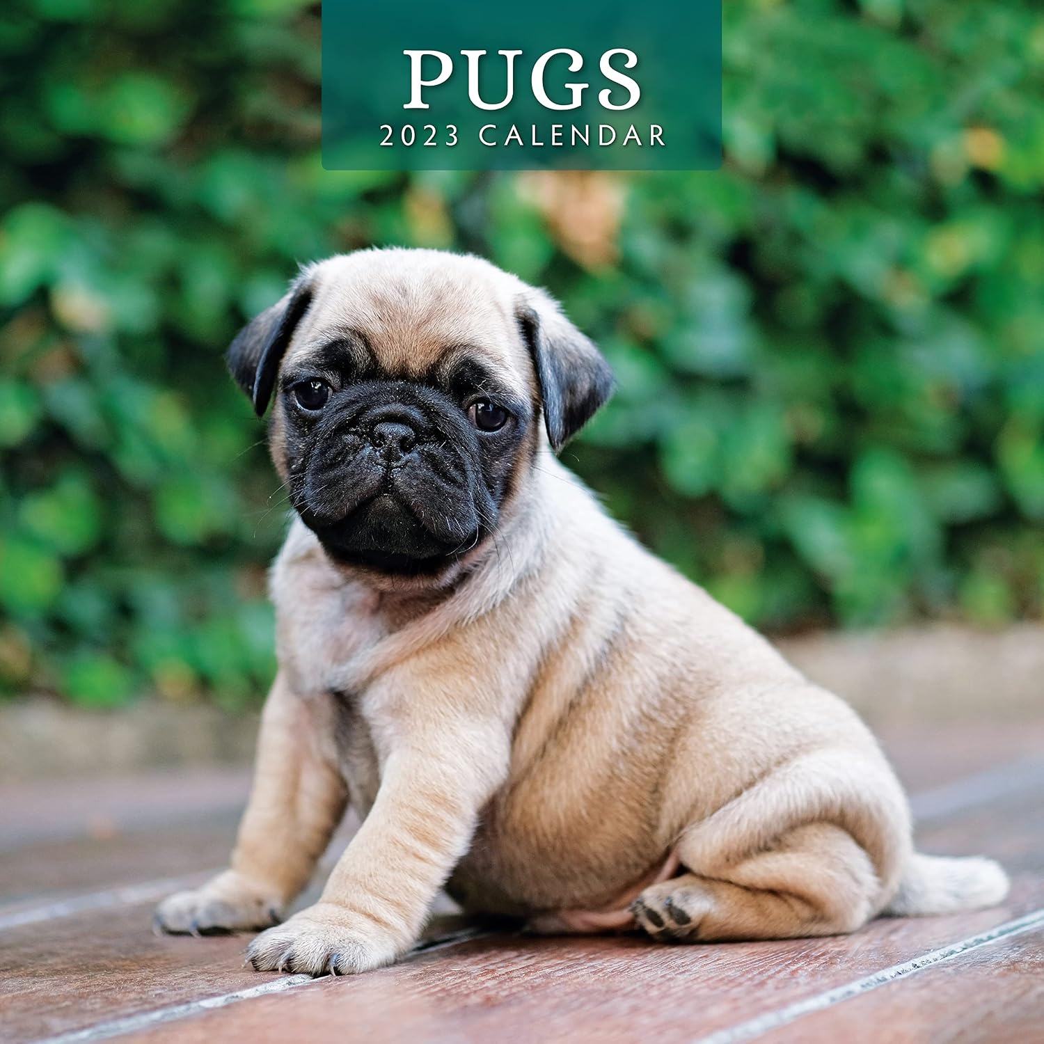 2023 Pugs Monthly Wall Calendar by Red Robin Calendars 12