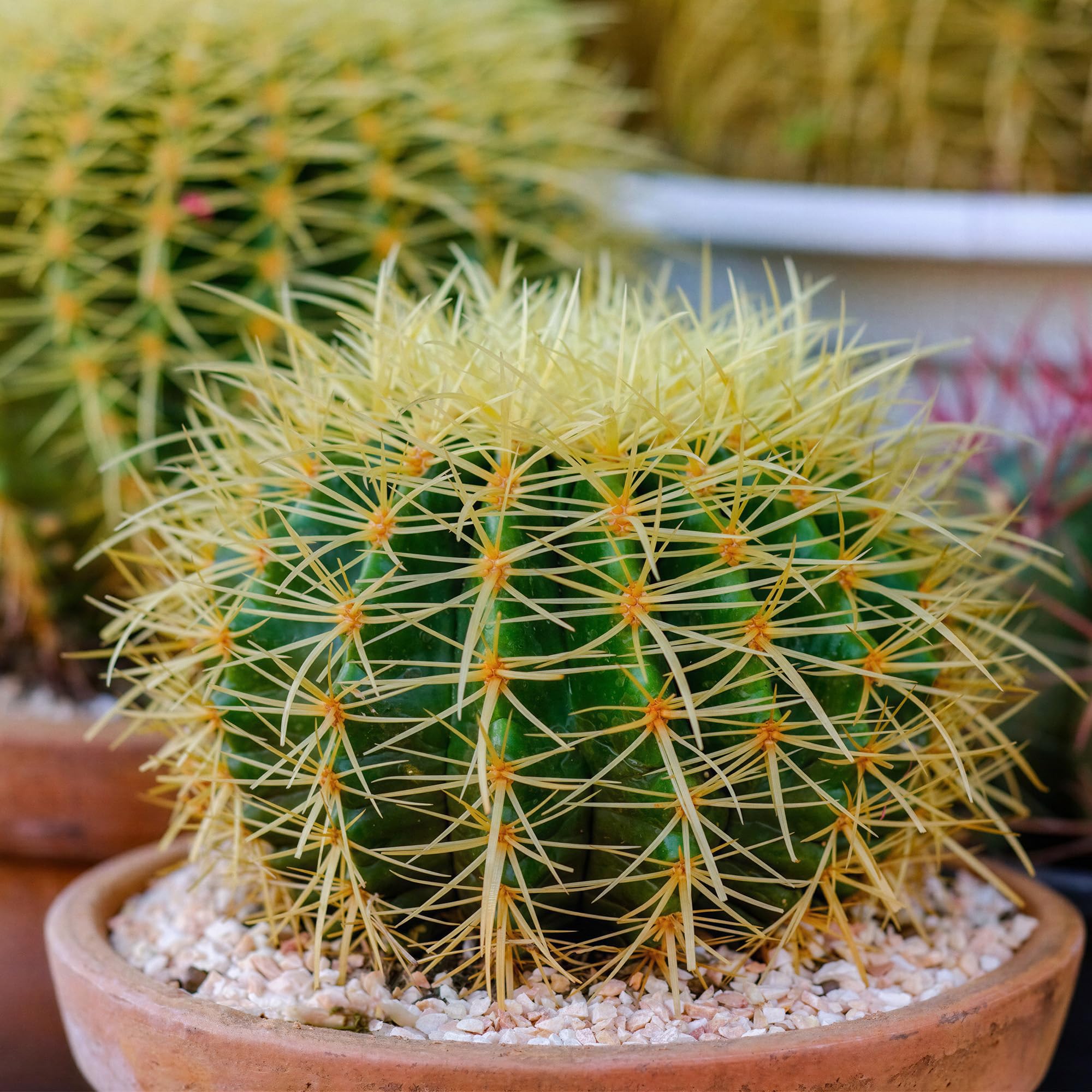 GardenersDream Echinocactus Grusonii en Pot – Plante Cactus d’Intérieur aux Épines Jaunes – Plante Dépolluante pour Rebords de Fenêtre, Bureaux & Étagères