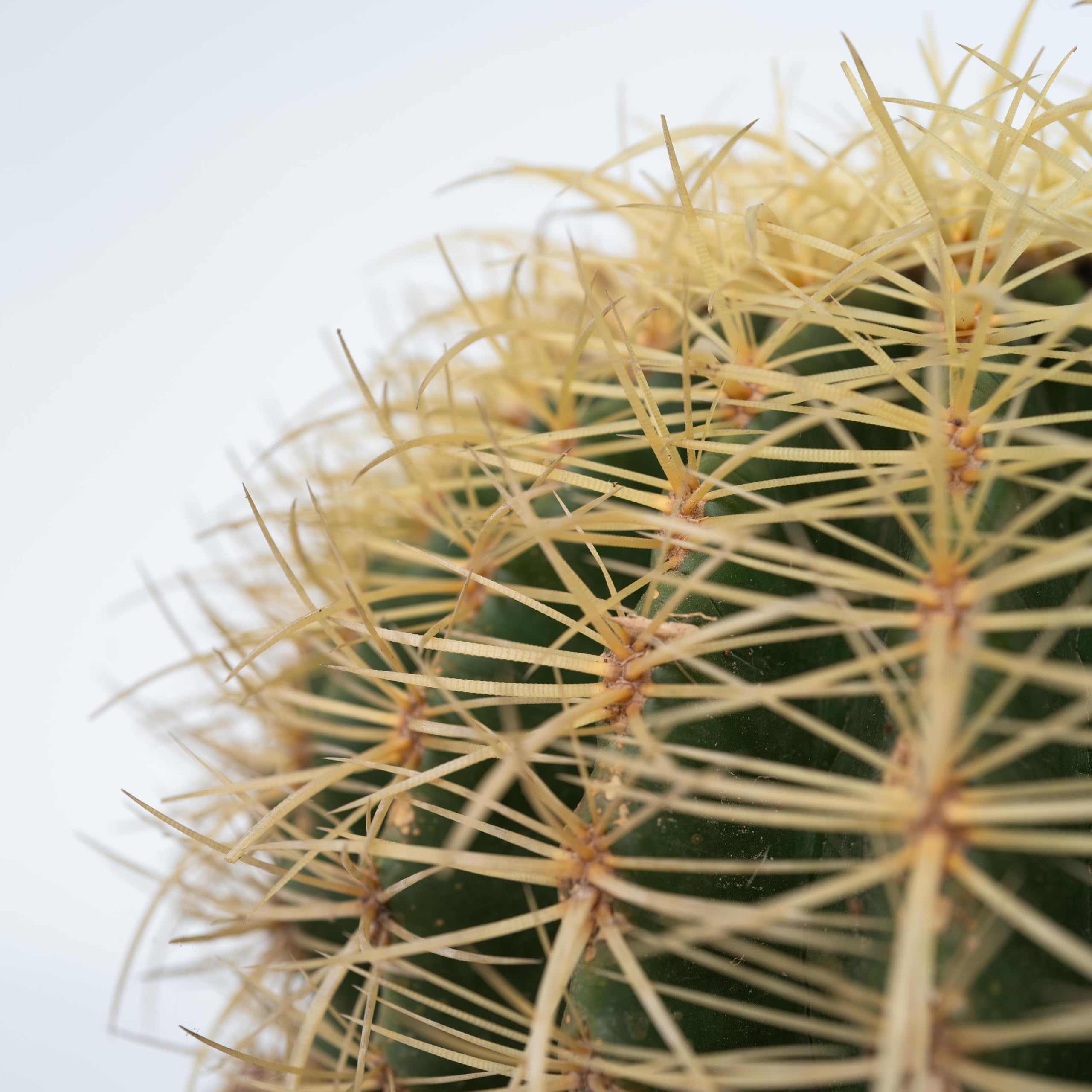Plant in a Box - Echinocactus grusonii - Cactus a barile dorato - Cactus a sfera - Vaso 25cm - Altezza 25–35cm