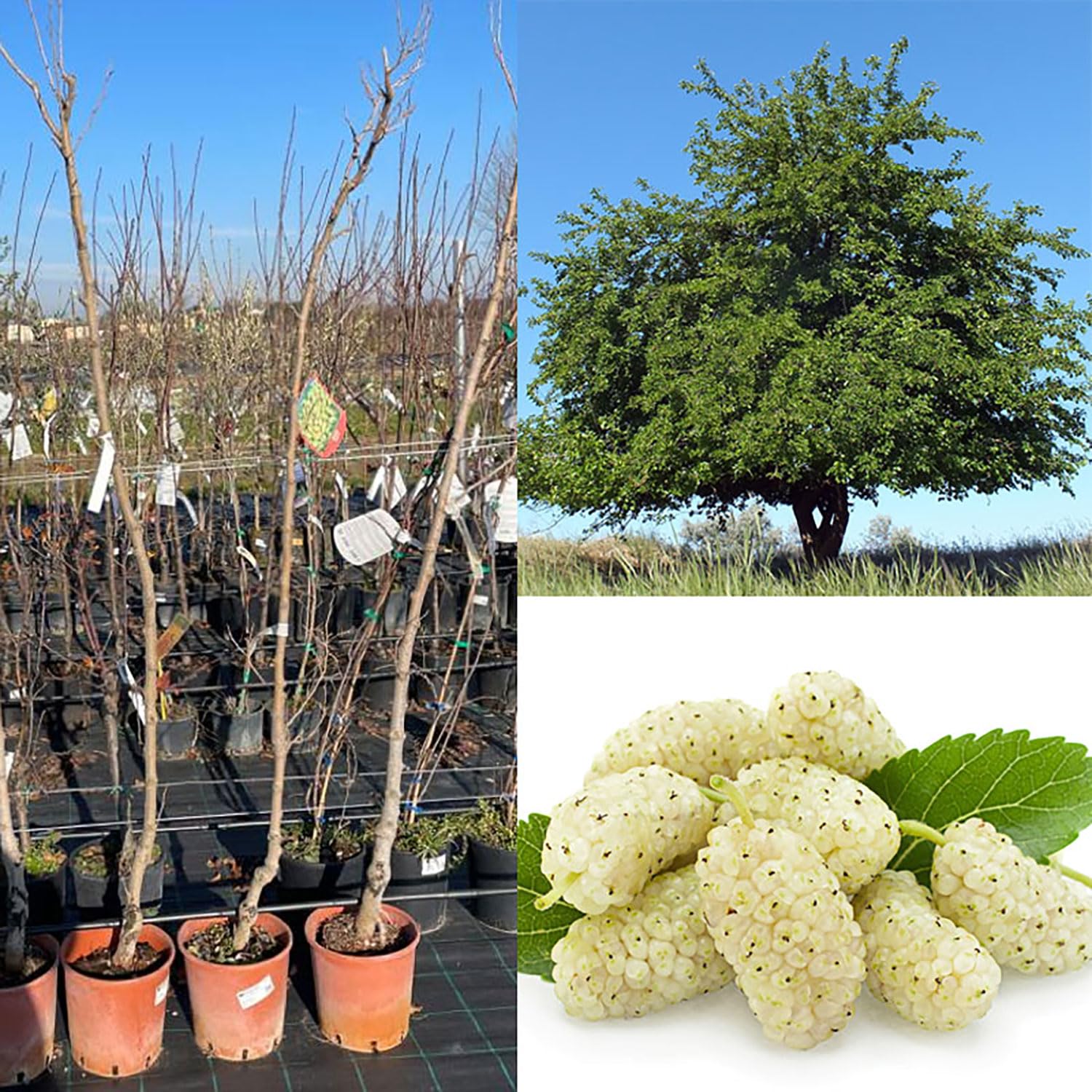 SAVINI VIVAI Pianta di Gelso Bianco Piante di Frutti di Bosco Albero in vaso 22-24 cm Altezza 130-150 cm Made in Italy
