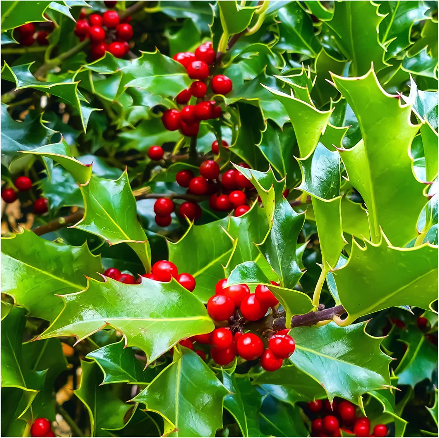 10 Common Holly Hedging Evergreen Plants, Ilex aquifolium 20-25cm in 9cm Pots 3fatpigs®