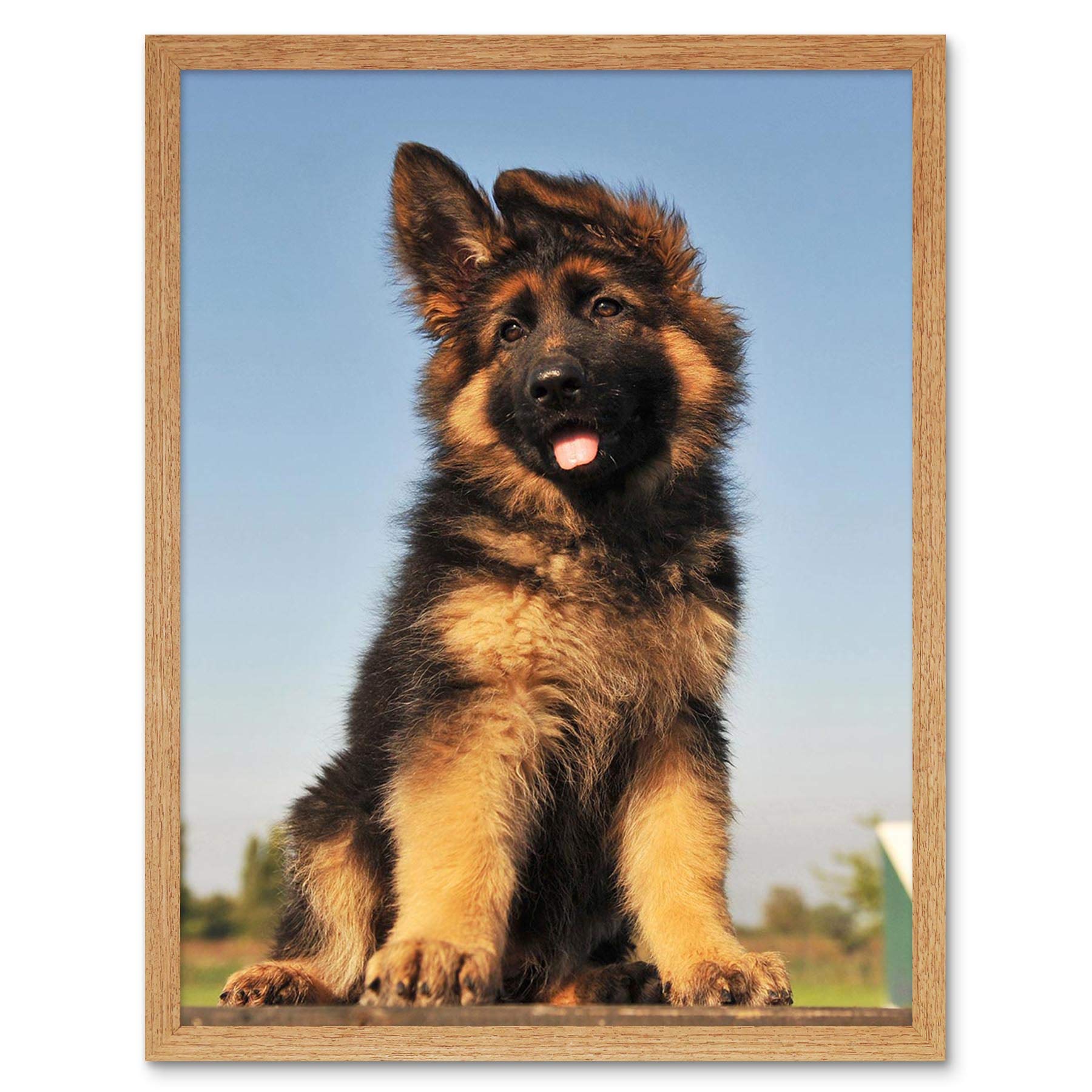Wee Blue Coo Puppy German Shepherd Alsatian Art Print Framed Poster Wall Decor 12X16 Inch