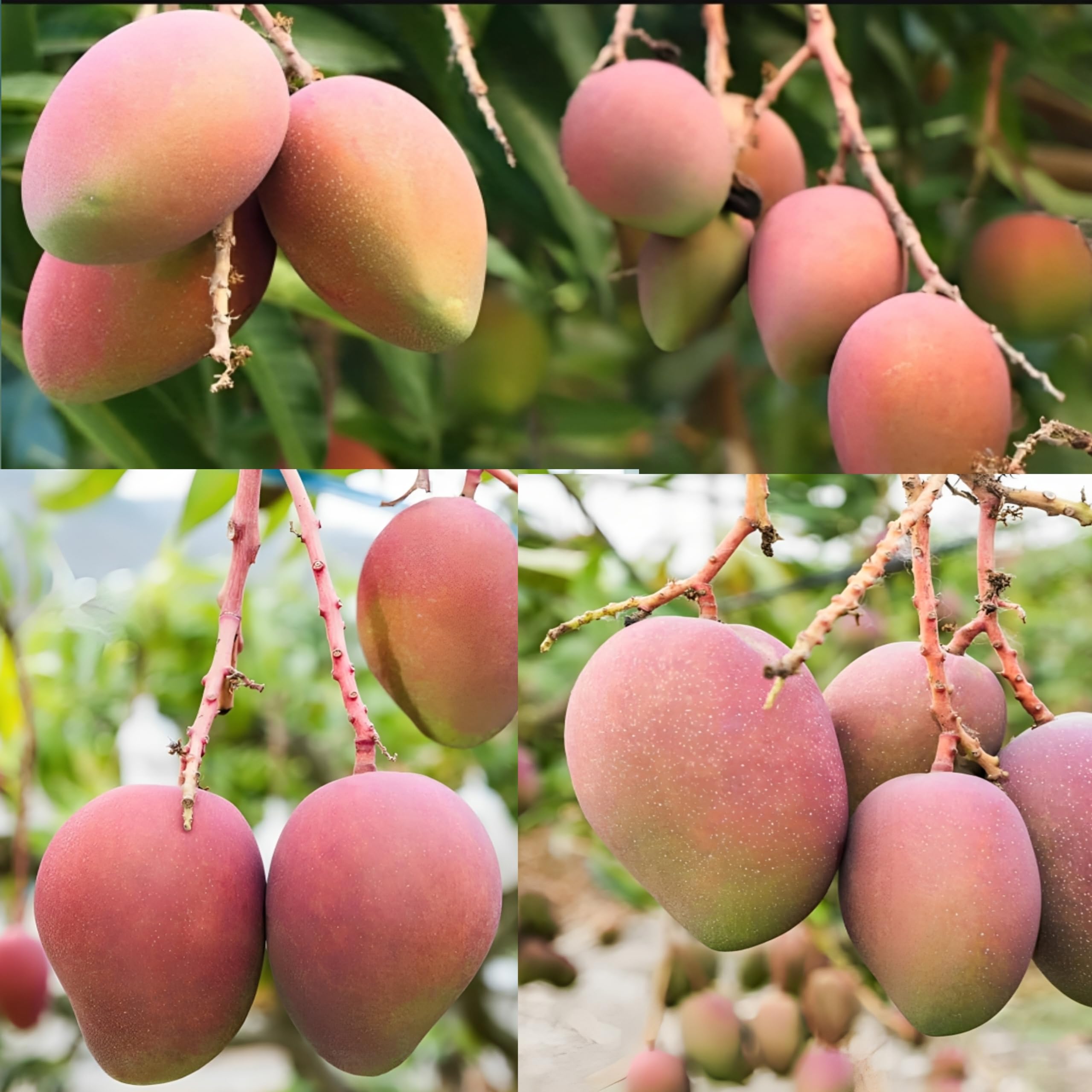 Pyanabi Combo 2 Arunika Mango Plant Grafted New Variety Mango Tree Hybrid King Of Fruits Healthy Live Plant Live Plant For Home Garden (B0CG6QXCTJ) Amazon Price History, Amazon Price Tracker