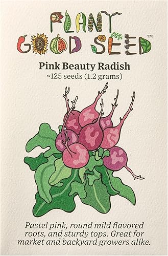 Pink Beauty - Semillas de rábano Paquete de 125, semillas de verduras orgánicas certificadas, sin OMG, polinizadas abiertas y sin tratar, para