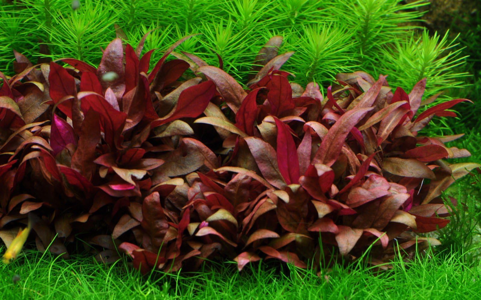 Alternanthera reineckii 'Mini' Live Aquarium Plant - in Vitro Tissue Culture 1-2-Grow!