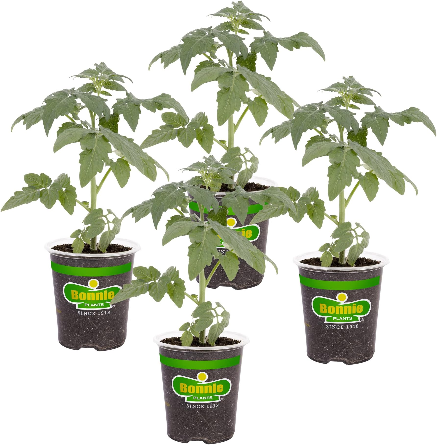 - Bonnie Plants Big Boy Tomato Live Vegetable Plants - 4 Pack, 6 - 10 Ft. Plants, 16 - 32 Oz. Tomato Size