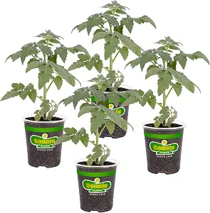 Bonnie Plants Big Boy Tomato Live Vegetable Plants - 4 Pack