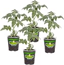tomato plants Top2商品