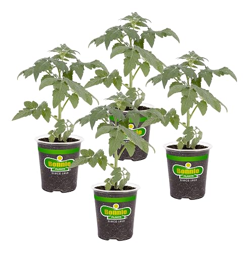 Bonnie Plants Big Boy Tomato Live Vegetable Plants - 4 Pack, 6 - 10 Ft. Plants, 16 - 32 Oz. Tomato Size