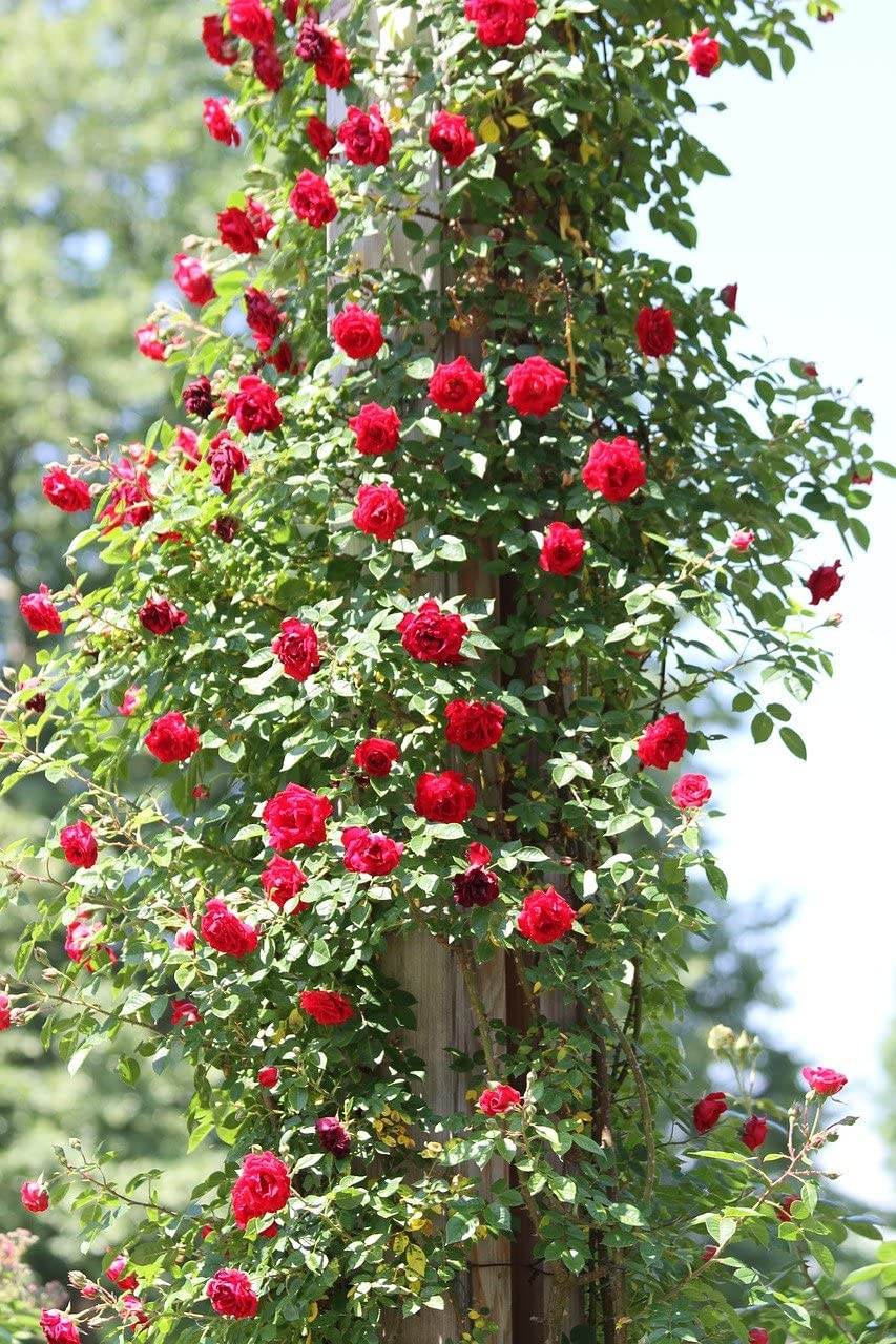 Aiden Gardens Climbing Rose Plant Rosa Multiflora Perennial Fragrant 1 Grafted Rose Plant (B07DM5MZK9) Amazon Price History, Amazon Price Tracker