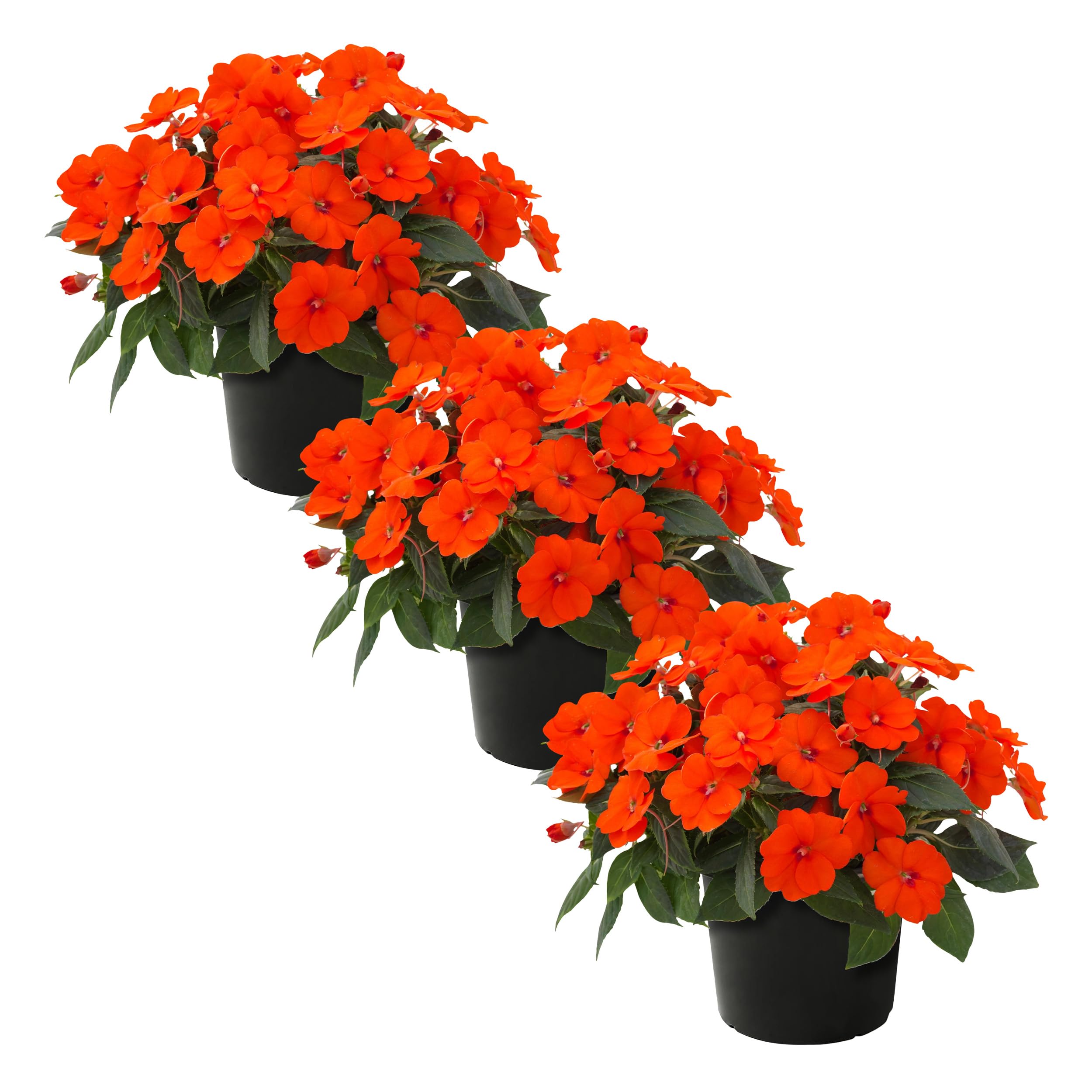Sunpatiens Orange