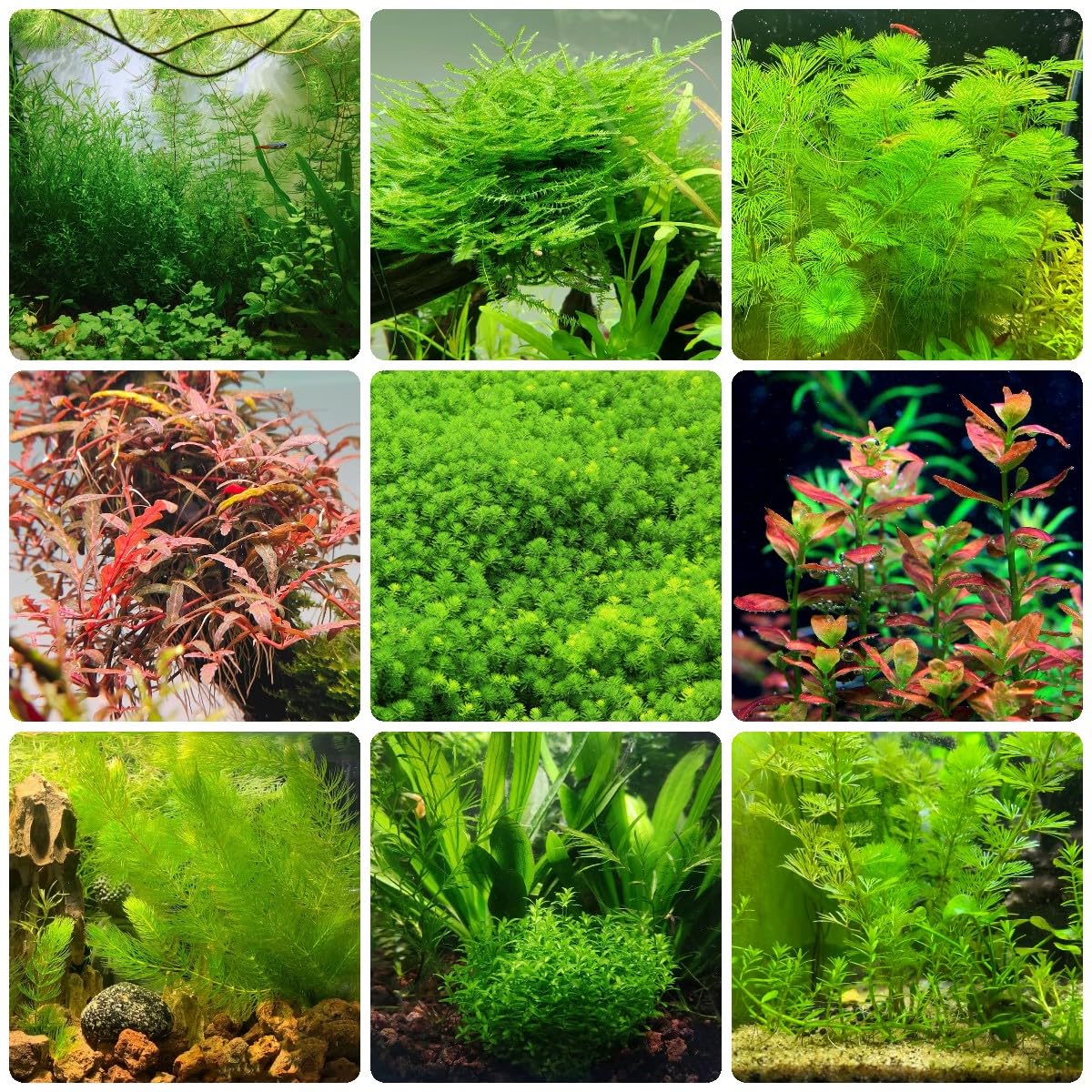 500 Piezas Plantas Acuáticas Semillas De Acuario - Mini Plantas Plantas De Jardín Plantas De Estanque Semillas, Regalos Decorativos Verdes Para Jardineros Hobby Semillas Lo Mejor De Jardiner