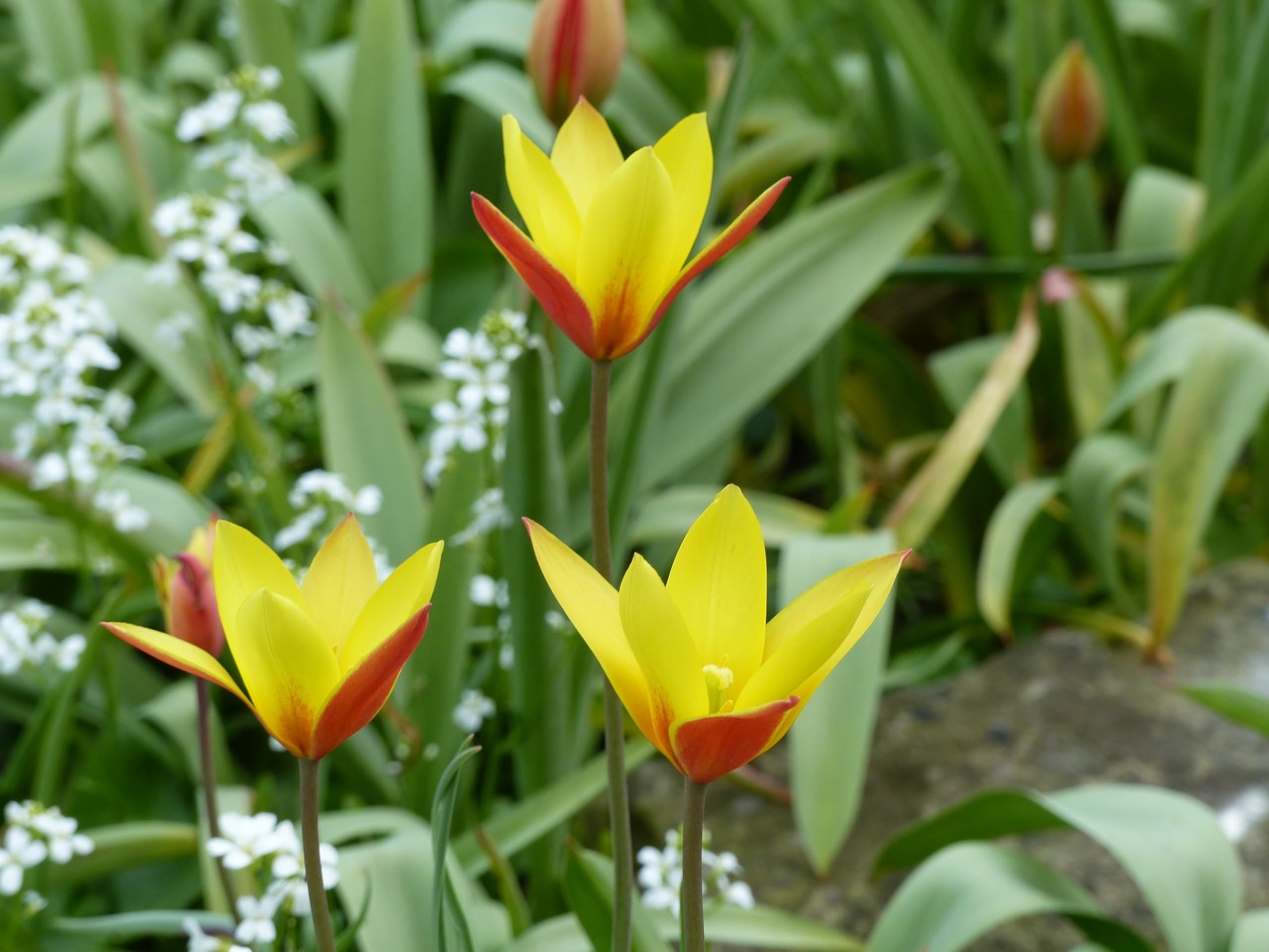 Lincolnshire Pond Plants Ltd - Allium Eros Plant Bulb x5 — view 39