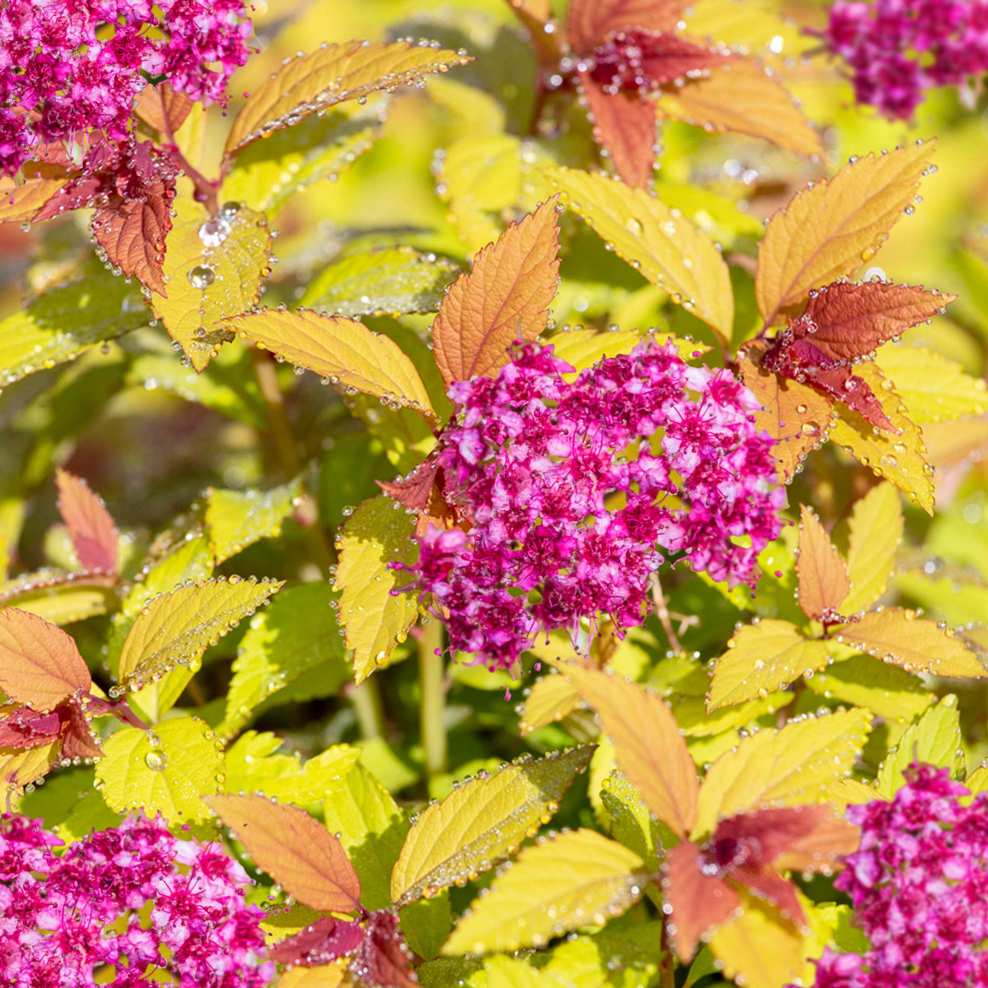 Spiraea Magic Carpet Compact Deciduous Flowering Potted Colourful Garden Shrub (20-30cm (Incl. Pot))