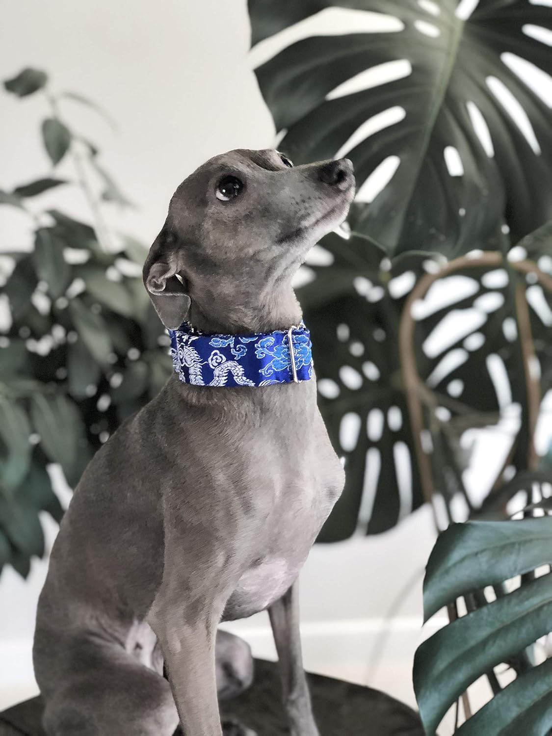 Satin Lined Martingale Collar 1.2" Wide for IG Italian Greyhound Whippet Puppy Collar Other Breeds with Similar Neck (8.5"-11.5")