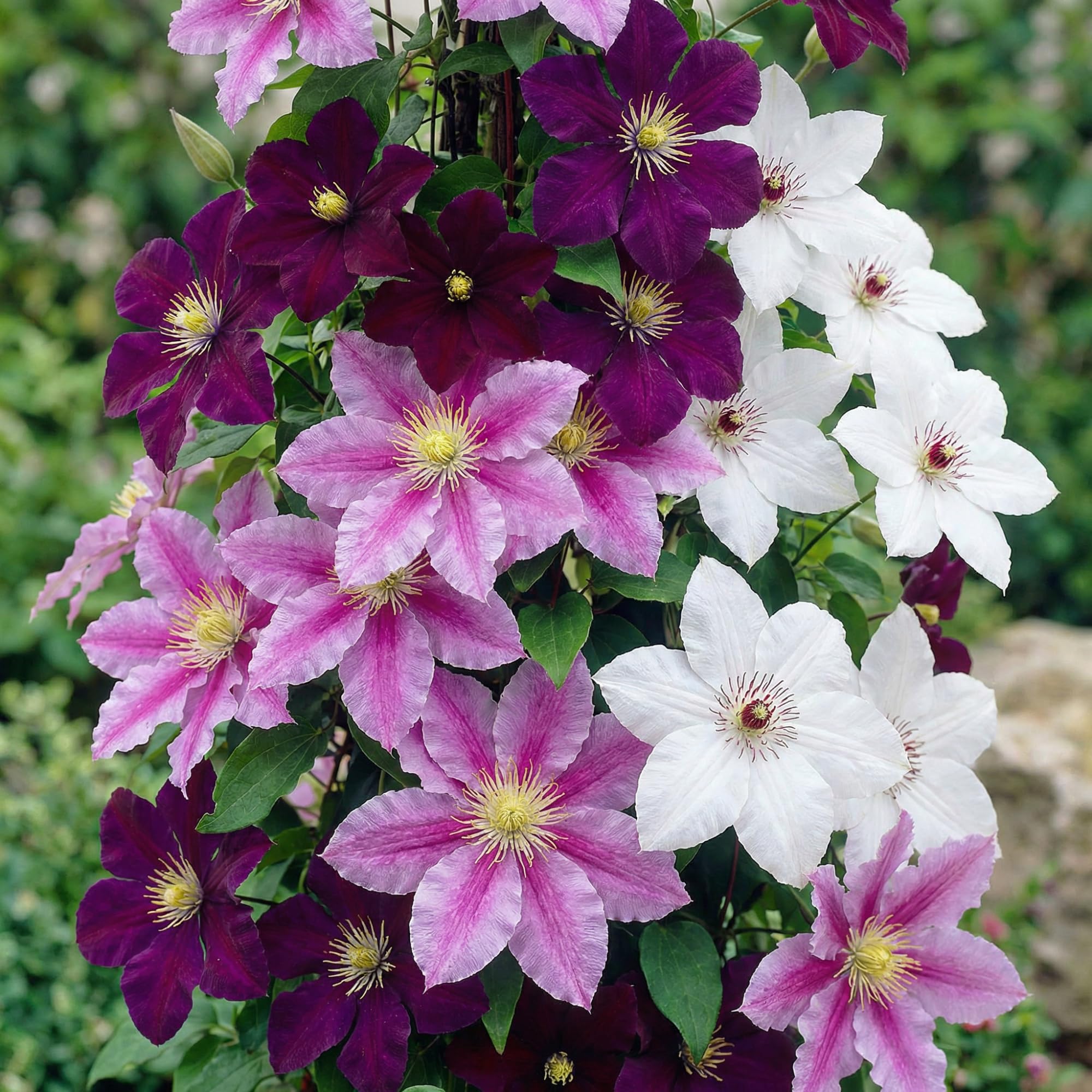 Piante Vere da Esterno - 3 Piante di Clematis Tricolor - Mix di 3 varietà