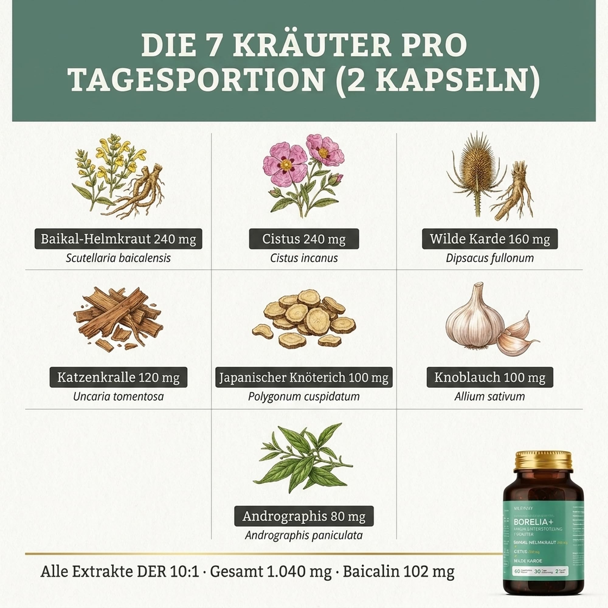 Borelia+ 7-Kräuter Komplex hochdosiert - Zistrose, Baikal-Helmkraut, Andrographis, Katzenkralle, Wilde Karde & Polygonum - DER 10:1 Extrakte mit Baicalin - 60 vegane Kapseln