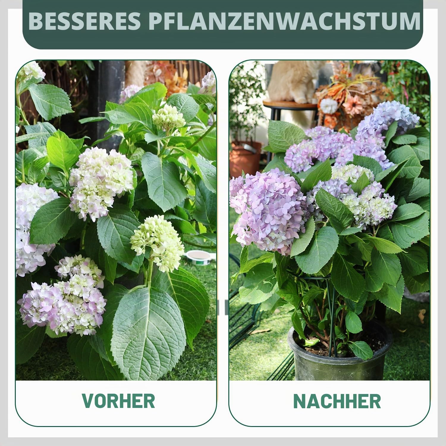 10 Stück 25cm x 40cm Pflanzenstütze mit 50m Pflanzenbinder, Metall-Garten-Pflanzenpfähle halbrund Pflanzenstützring Käfig für Pfingstrosen, Monstera, Hortensien, Rosen, Sedum, Gemüse, Tomaten