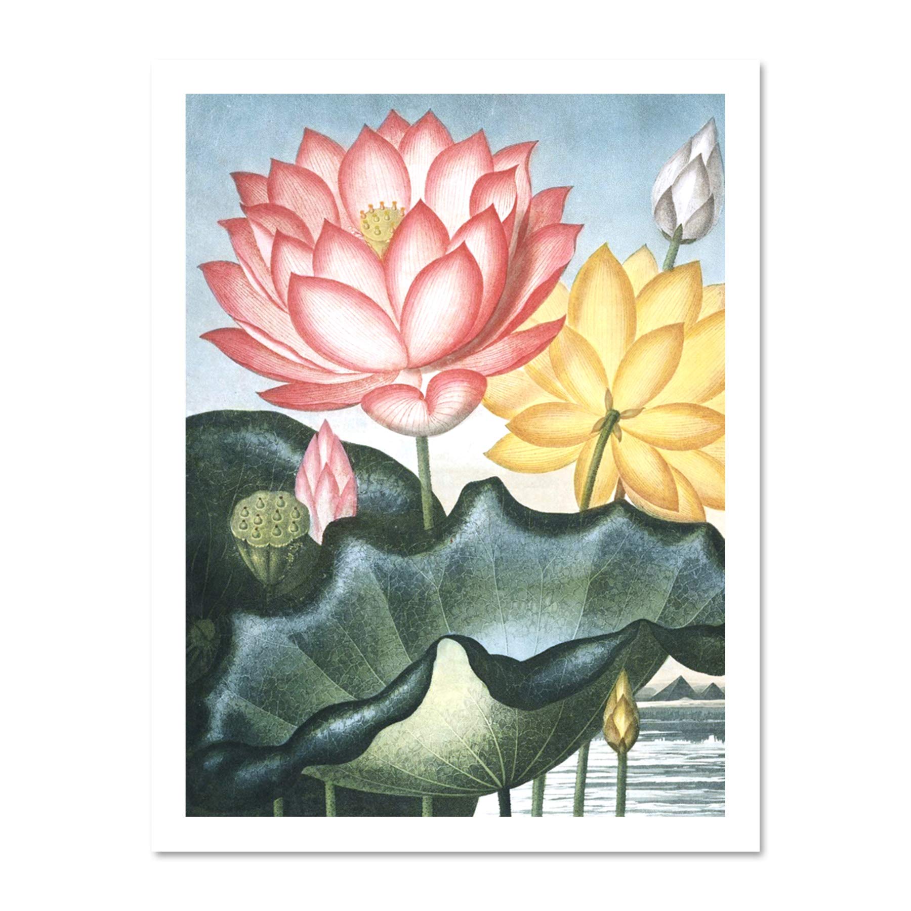 Wee Blue Coo Flowers Lotus Sacred Egyptian Bean Large Framed Art Print Wall Poster 18x24 inch