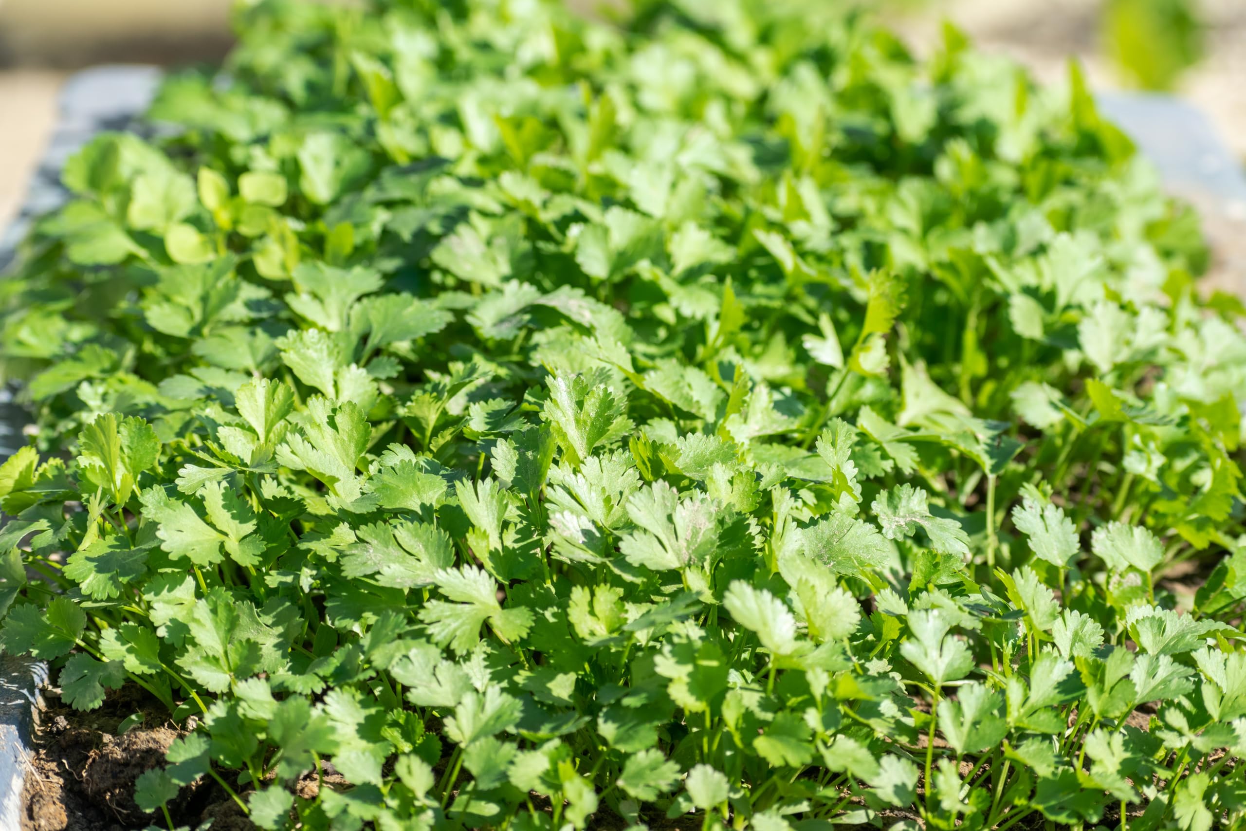 Mr.Organic Coriander Seeds - Grow Fresh Herbs! -7