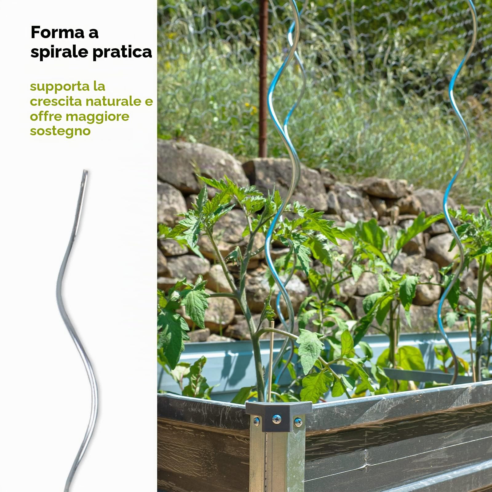 FLOORDIREKT Bastoncini a spirale per pomodoro, lunghezza 180 cm, 30 pezzi, asta per pomodoro, asta a spirale, per traliccio, pomodoro, per piante in acciaio zincato