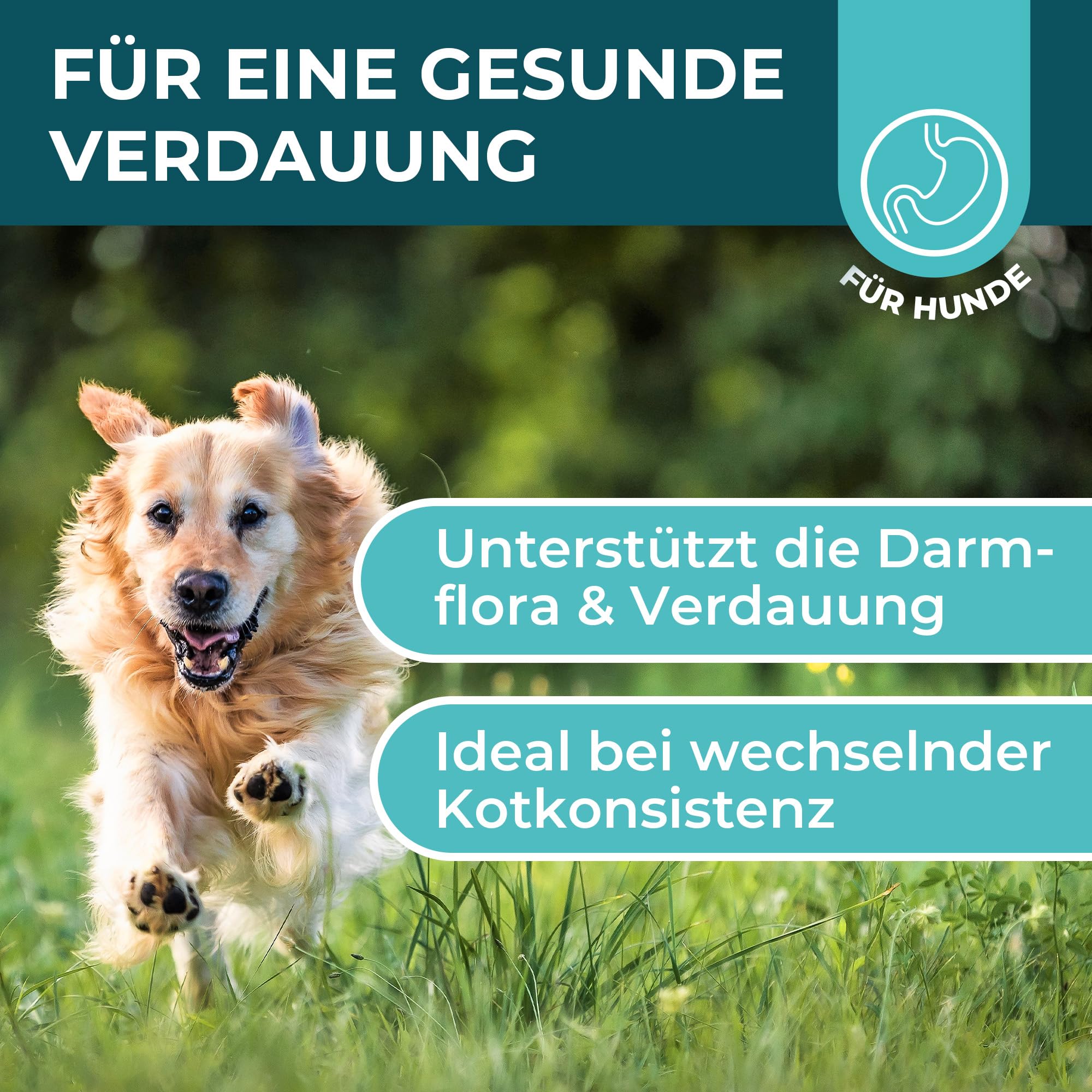 Magen-Darm Pulver für Hunde, 250g - Präbiotika & Probitika Hund zur Darmsanierung - Unterstützt bei Durchfall, Verdauung und dem Darmflora Aufbau - praktisch als Futtertopping - mit Flohsamenschalen