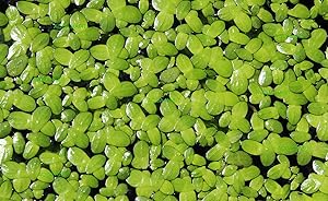 Best Floating Aquarium Plants 3 Best Floating Aquarium Plants 2