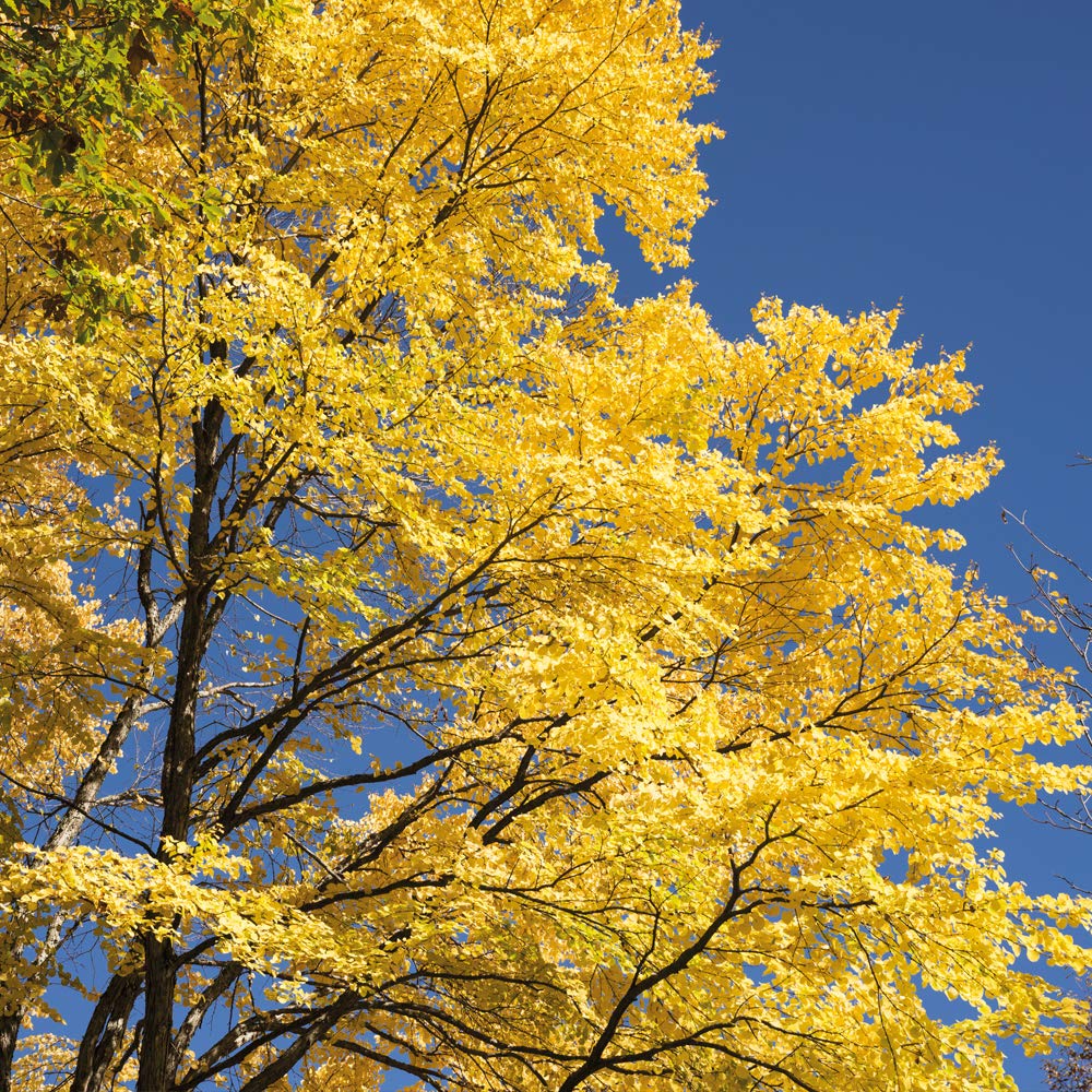 Thompson & Morgan Hardy Cercidiphyllum Japonicum Katsura Tree, Ideal for Scented, Woodland & Low Maintenance Gardens (2 x 3.6 Litre Pot)