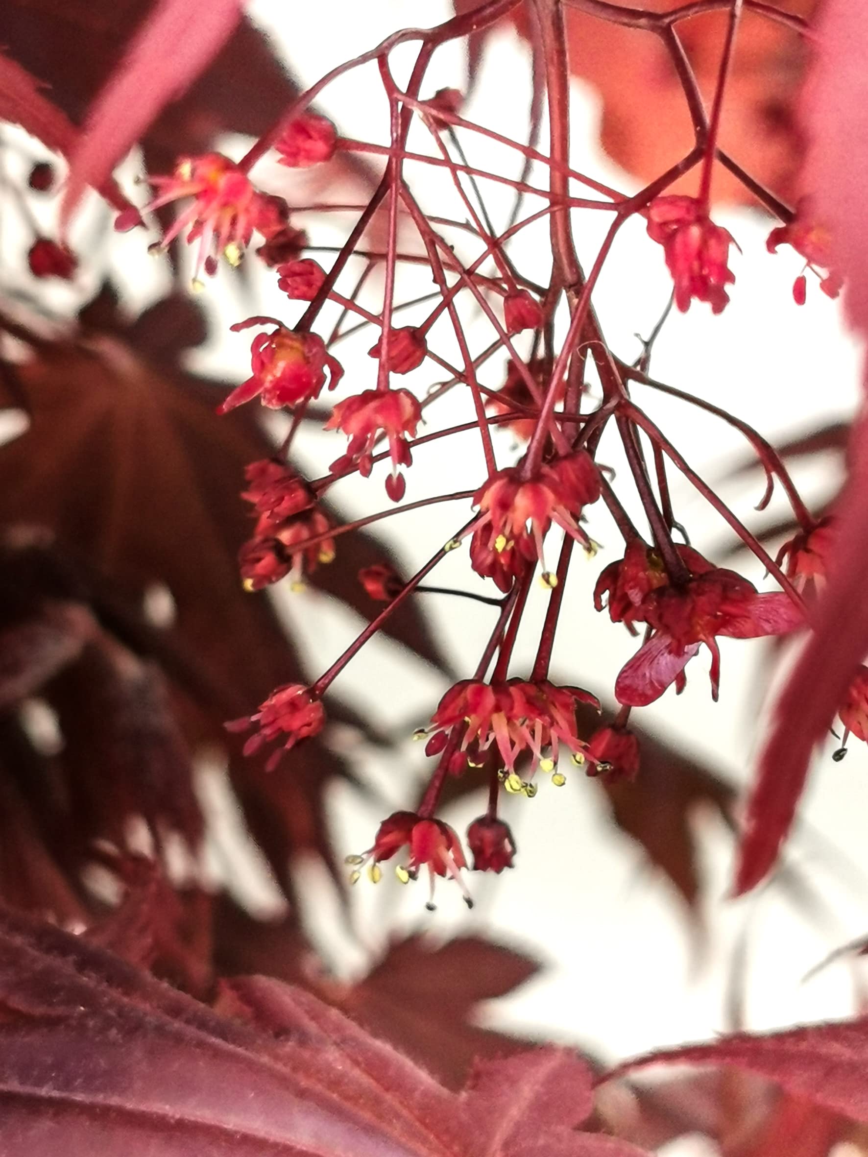 Vannucci Piante - Acer palmatum 'Bloodgood', Acero Bonsai, Pianta vera in vaso, Pianta da appartamento