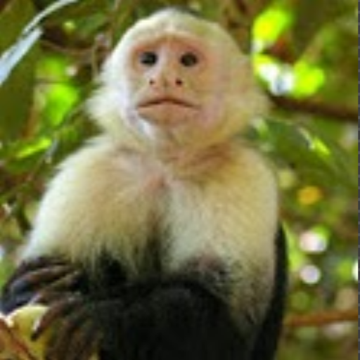 Kleinkind-Zoo Interaktiv