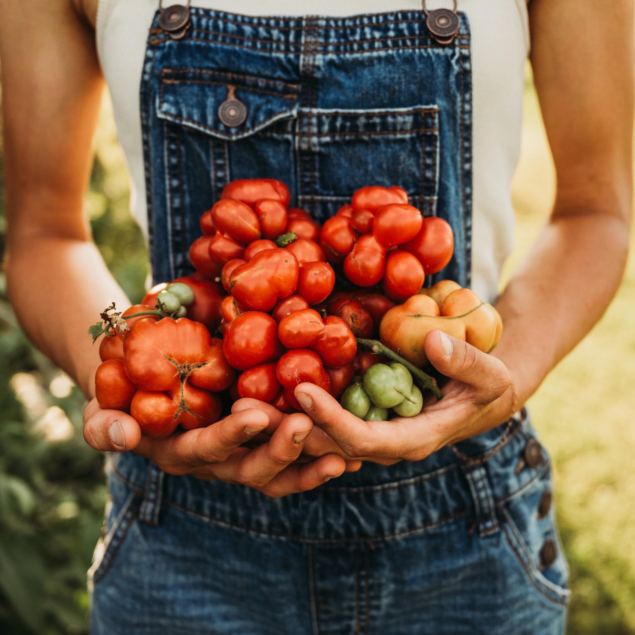 Reisetomate Traveler Tomato - 25 Seeds - Rare Tomato Variety, Non-GMO, Unique Heirloom Tomato Seeds for Planting in The Home Garden, Thresh Seed Company