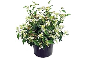 Summer Snowflake Viburnum Shrub