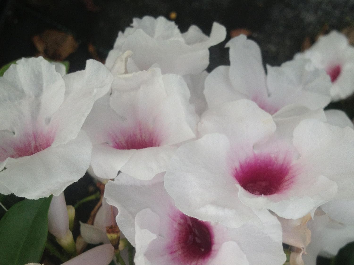 Pink Pandora -Pandorea jasminoides- Live Vine Plant - Fragrant Trumpet Flower - Emerald Goddess Gardens - Starter Sz 4 Inch Pot