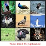 Best Bird Ringtones