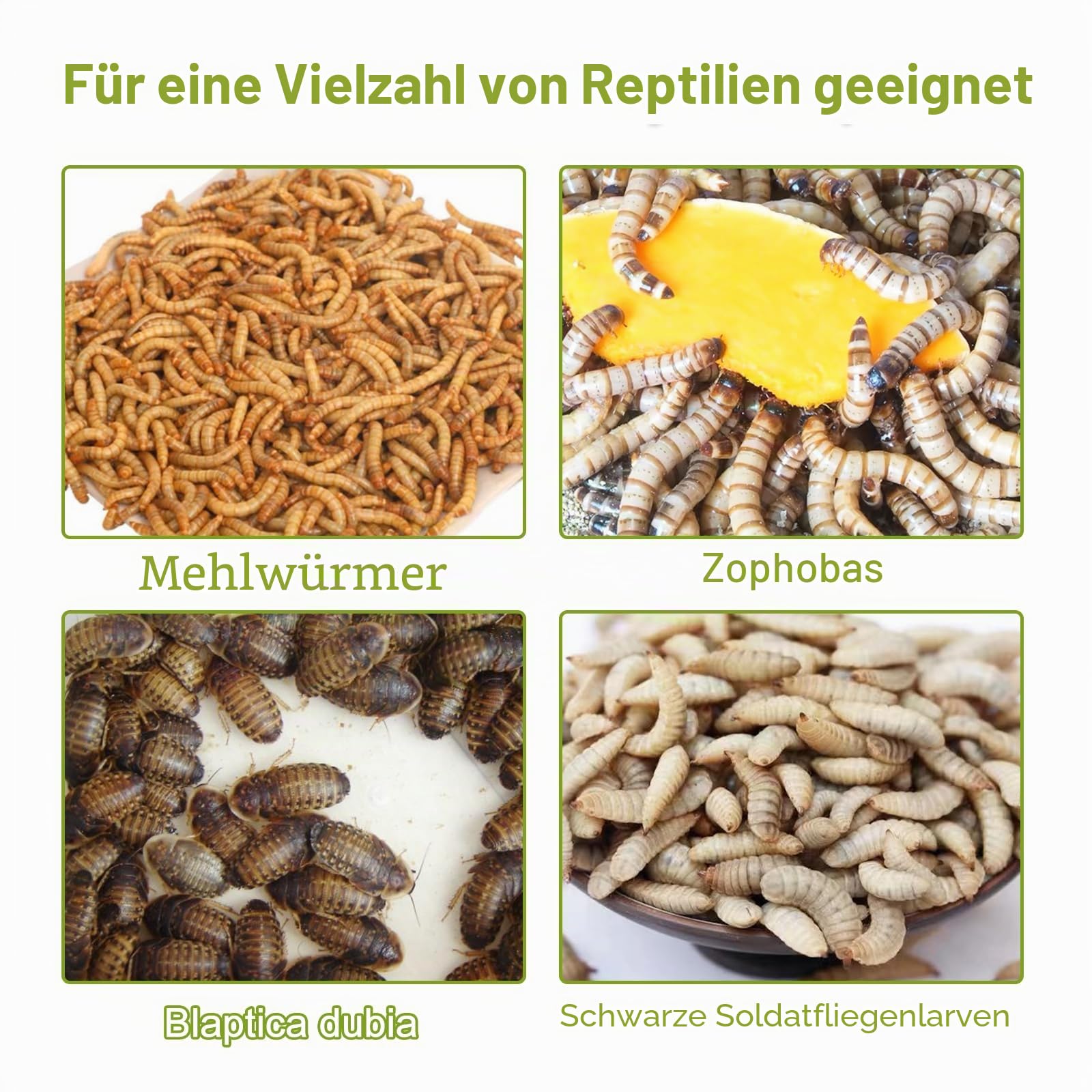 Mehlwurm-Zuchtset, Farm und Keeper mit Pinzette für Mehlwürmer, Bartagamen, Gecko-Echsen, Frösche, Vögel und Hühner